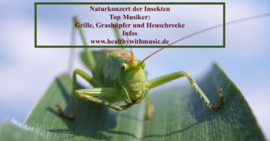 Naturkonzert der Insekten