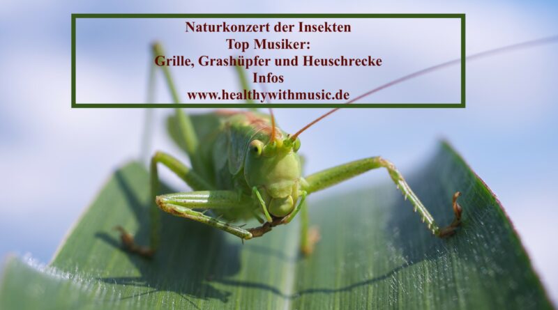 Naturkonzert der Insekten