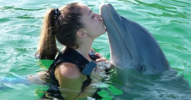 Therapie mit Echolokationslauten von Delfinen
